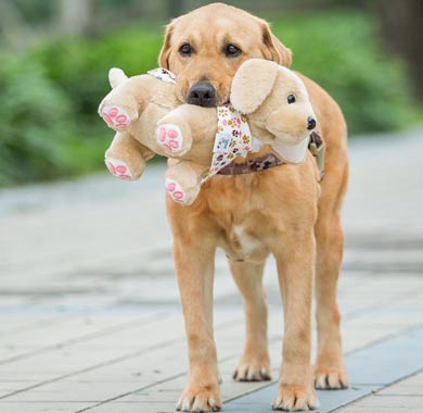 《神犬小七3》客串阵容曝