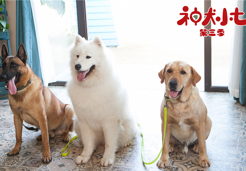 《神犬小七3》救援队成立 姜潮宋妍霏携手小七开启搜救旅程