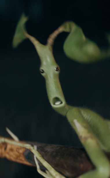 《神奇动物：邓布利多之谜》曝“整装待发”片段 纽特分发“装备”观众狠狠